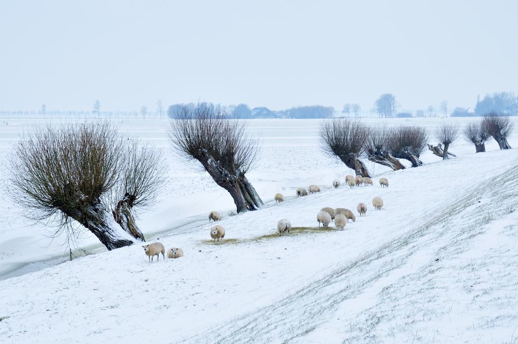 Hotelhuisjes Andijk Bagian luar foto
